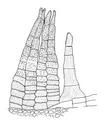 Leratia obtusifolia, peristome detail with two paired exostome teeth and one endostome segment.
 Image: R.C. Wagstaff © All rights reserved. Redrawn with permission from Lewinsky (1990). 